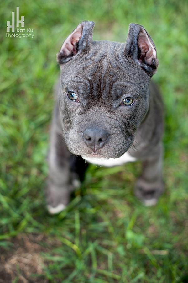 Blue-American-Bully_Kat-Ku_02