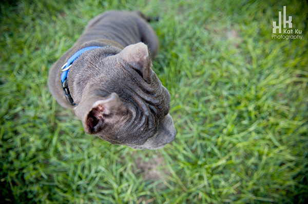 Blue-American-Bully_Kat-Ku_03