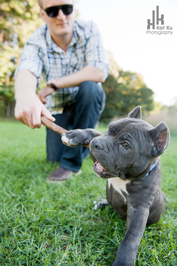 Blue-American-Bully_Kat-Ku_05