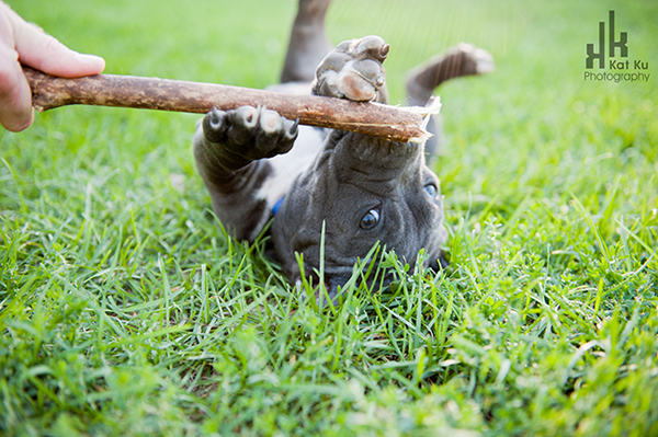 Blue-American-Bully_Kat-Ku_06