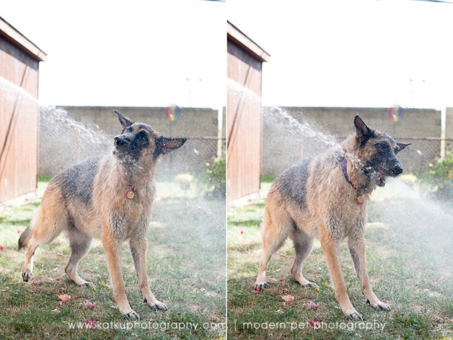 Detroit-Pet-Photographer_09