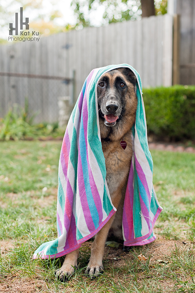 Detroit-Pet-Photographer_12