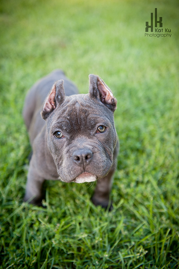 Michigan American Bully-01