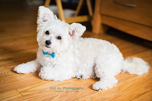 Kat Ku Photography - Kobe and bow