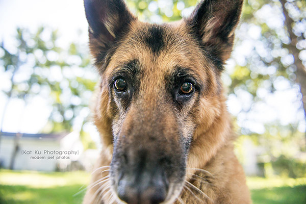 Mythos the German Shepherd_01