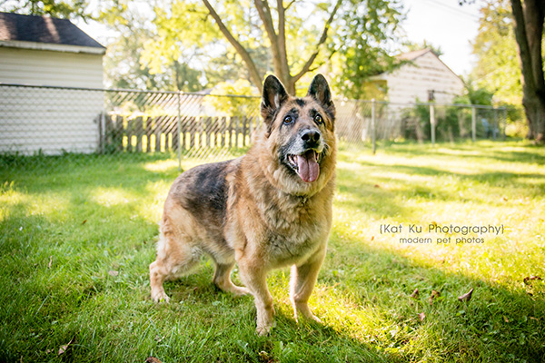 Mythos the German Shepherd_02