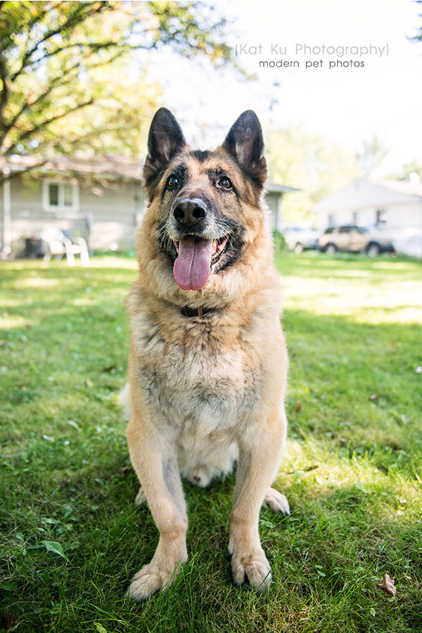 Mythos the German Shepherd_03