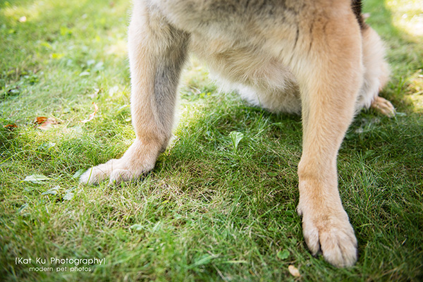 Mythos the German Shepherd_04