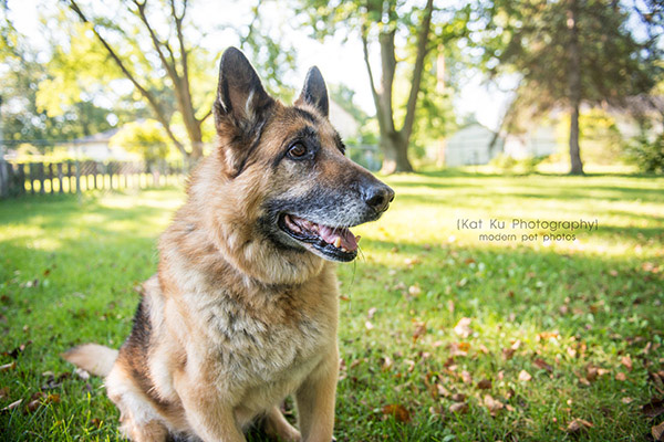 Mythos the German Shepherd_05