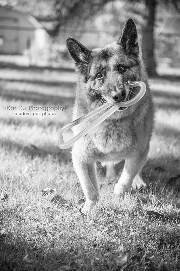 Mythos the German Shepherd_06