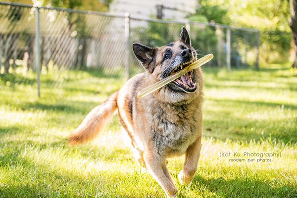 Mythos the German Shepherd_07