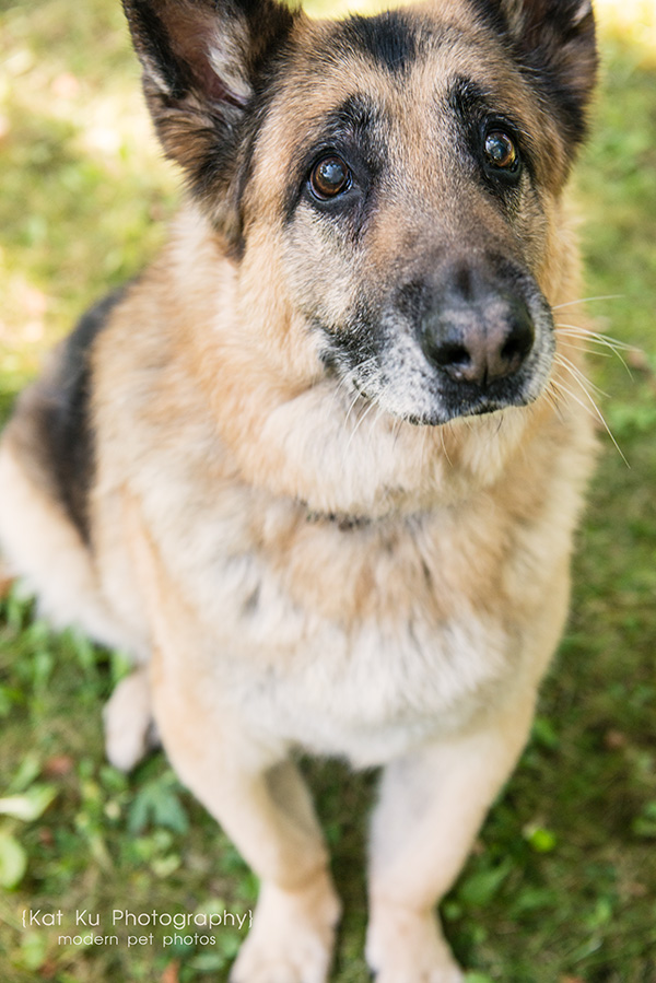 Mythos the German Shepherd_08