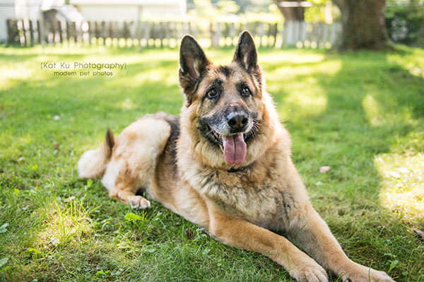 Mythos the German Shepherd_10