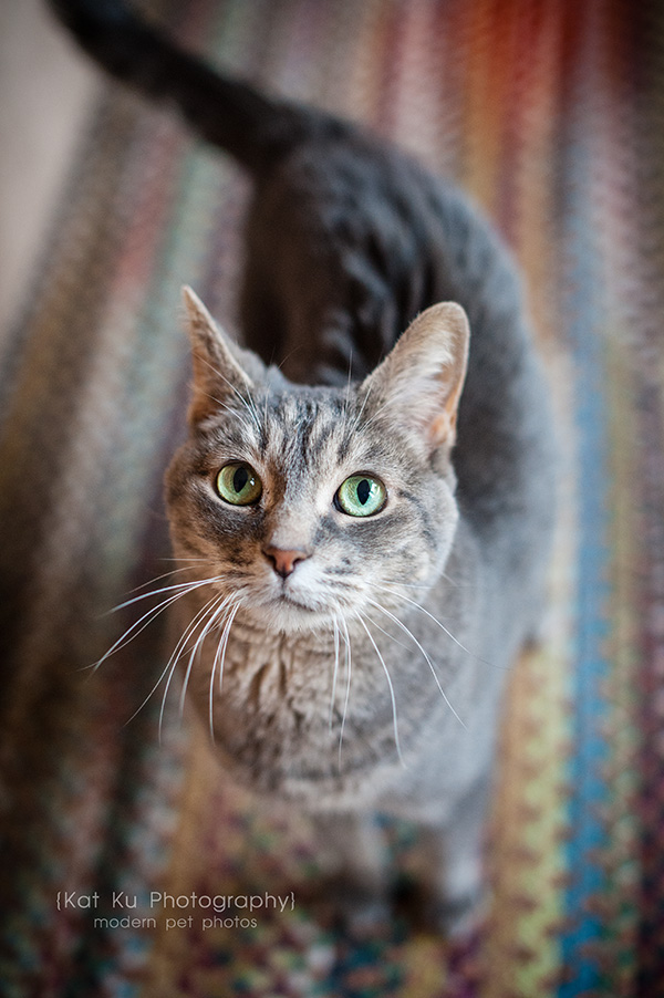 Adopt Jodie_Kat Ku Photography_01