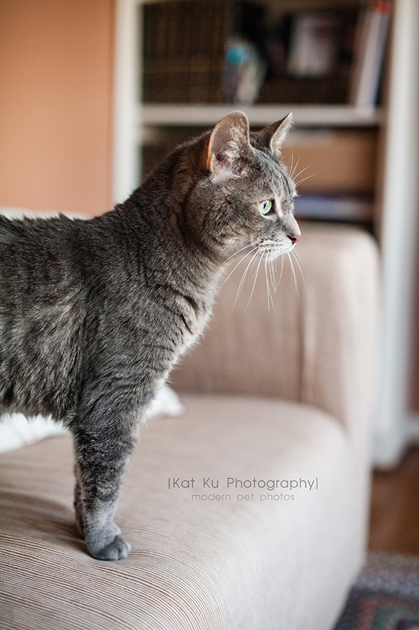 Adopt Jodie_Kat Ku Photography_02