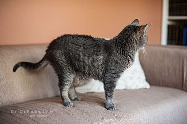 Adopt Jodie_Kat Ku Photography_03