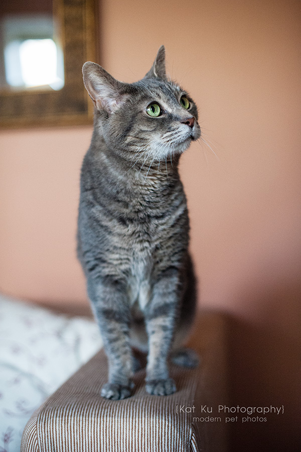 Adopt Jodie_Kat Ku Photography_04