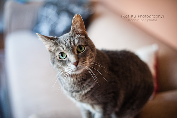 Adopt Jodie_Kat Ku Photography_05