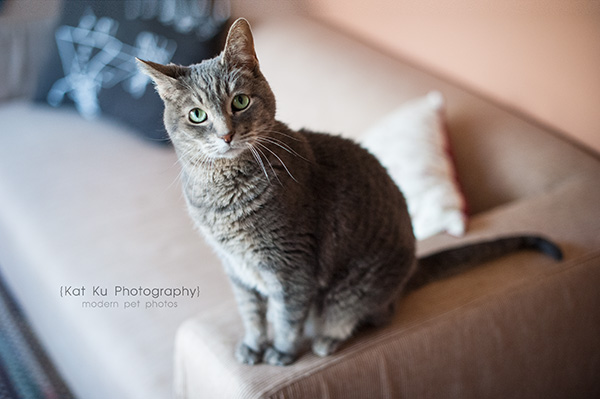 Adopt Jodie_Kat Ku Photography_06