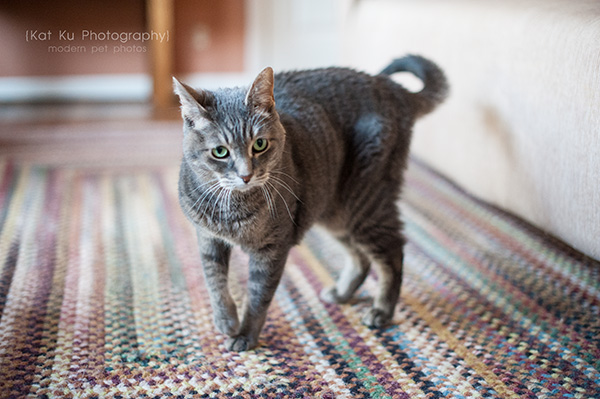 Adopt Jodie_Kat Ku Photography_07