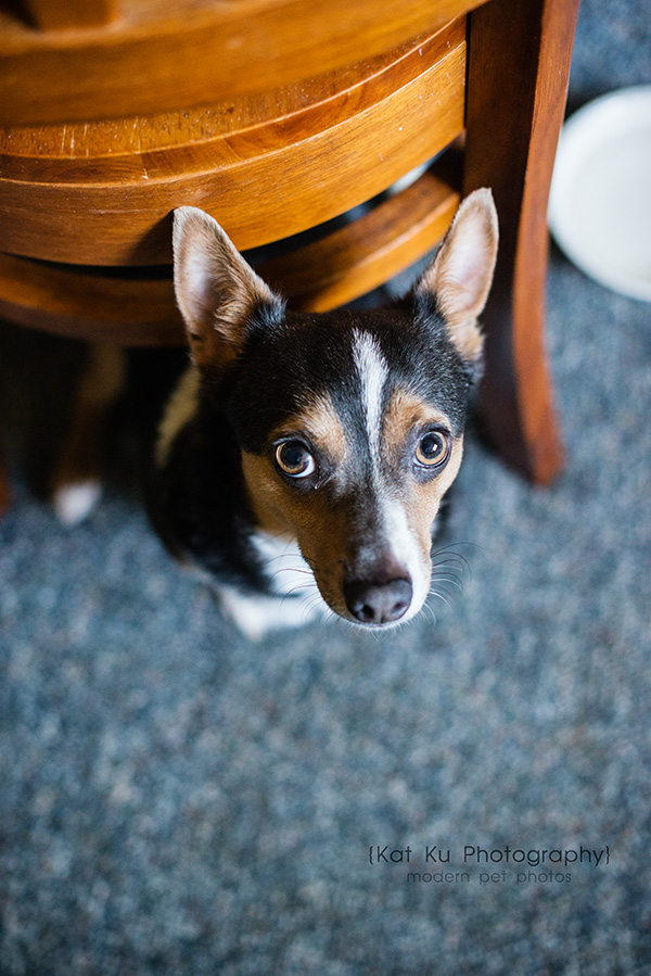 Kat Ku Photography_Dasher the Corgi Mix_01