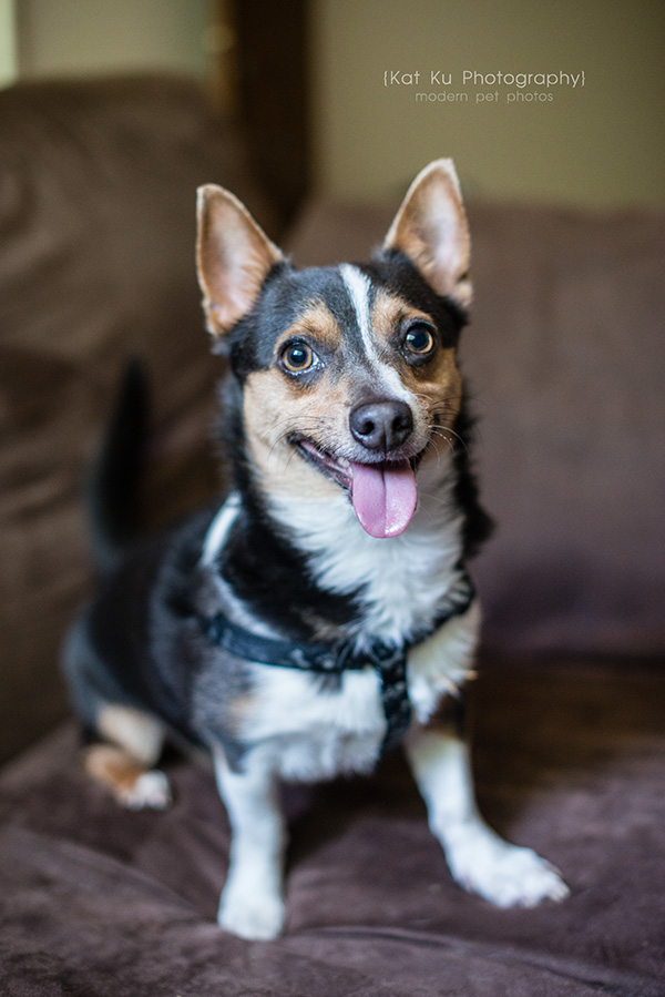 Kat Ku Photography_Dasher the Corgi Mix_02