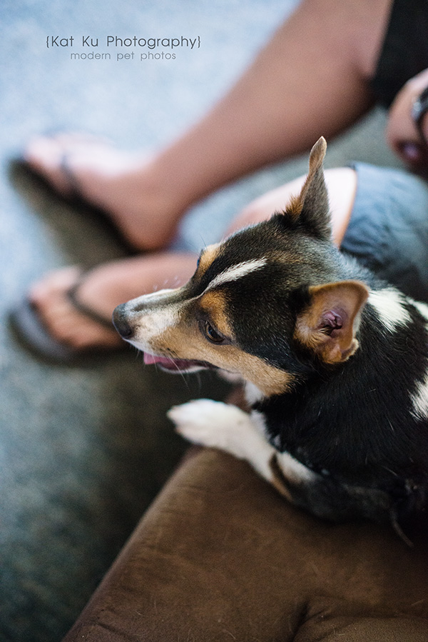 Kat Ku Photography_Dasher the Corgi Mix_05