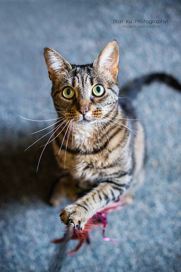 Kat Ku Photography_Dasher the Corgi Mix_06