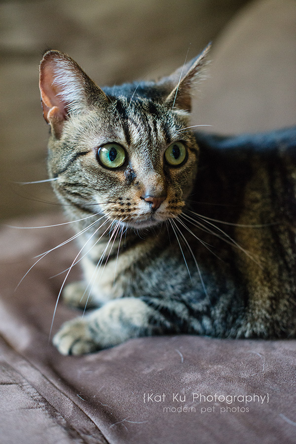 Kat Ku Photography_Dasher the Corgi Mix_07