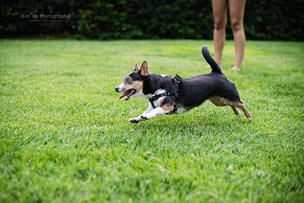 Kat Ku Photography_Dasher the Corgi Mix_10
