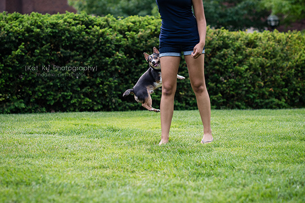 Kat Ku Photography_Dasher the Corgi Mix_11
