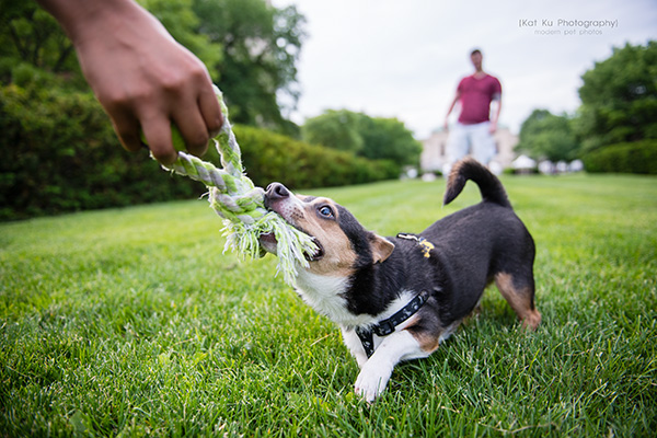 Kat Ku Photography_Dasher the Corgi Mix_12