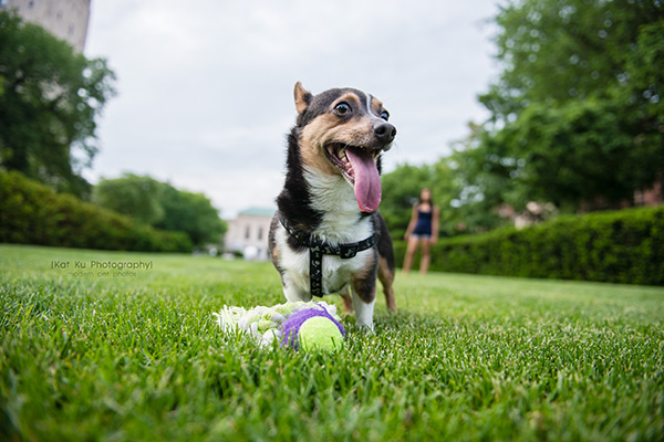 Kat Ku Photography_Dasher the Corgi Mix_13