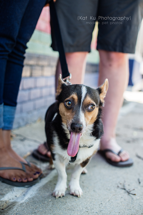 Kat Ku Photography_Dasher the Corgi Mix_14