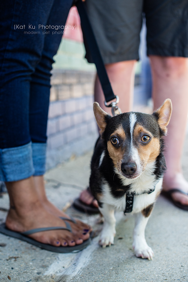 Kat Ku Photography_Dasher the Corgi Mix_15