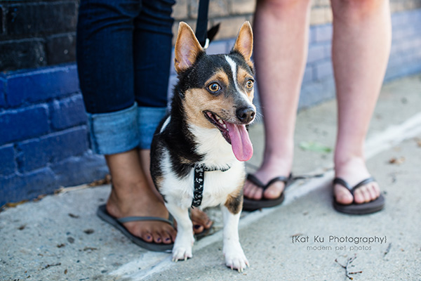 Kat Ku Photography_Dasher the Corgi Mix_16