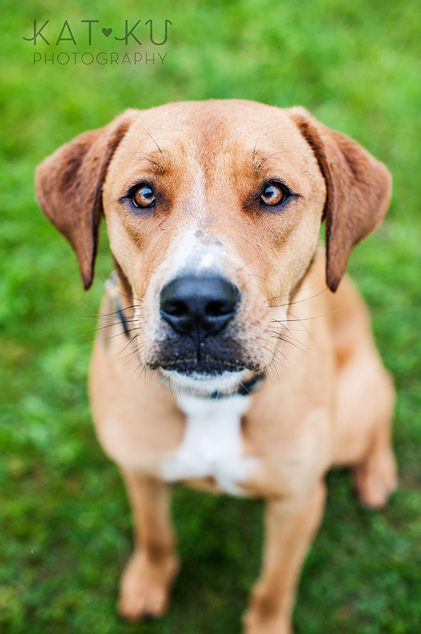 Kat Ku Pet Photography_Humane Society of Huron Valley_Walk and Wag_01