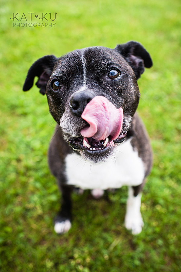 Kat Ku Pet Photography_Humane Society of Huron Valley_Walk and Wag_02