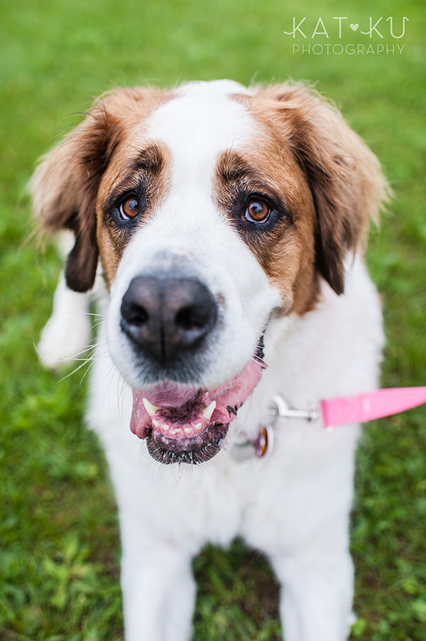 Kat Ku Pet Photography_Humane Society of Huron Valley_Walk and Wag_03