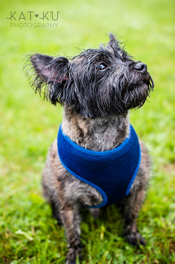 Kat Ku Pet Photography_Humane Society of Huron Valley_Walk and Wag_04