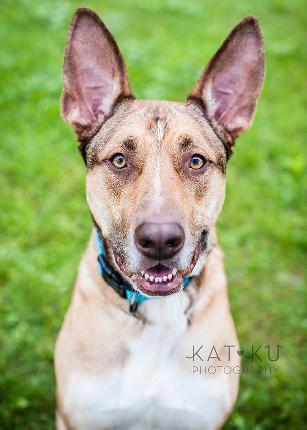 Kat Ku Pet Photography_Humane Society of Huron Valley_Walk and Wag_05