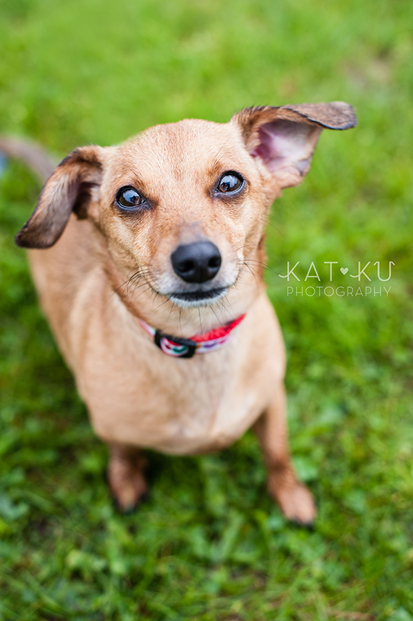 Kat Ku Pet Photography_Humane Society of Huron Valley_Walk and Wag_06