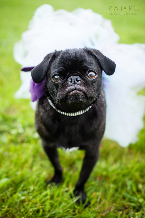 Kat Ku Pet Photography_Humane Society of Huron Valley_Walk and Wag_07