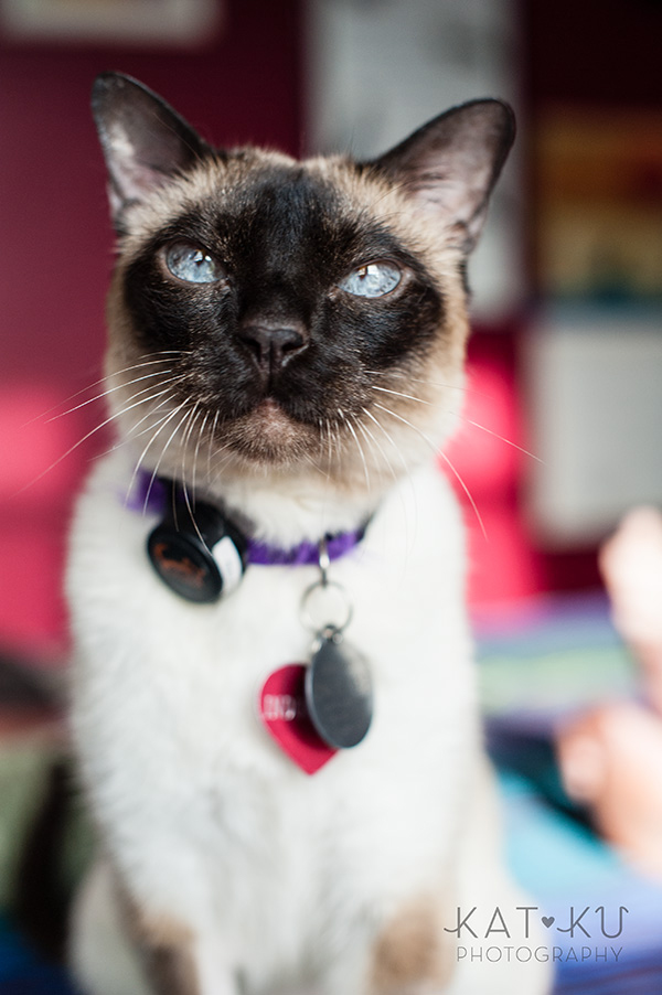 Kat Ku_Ann Arbor Pet Photography_Karly Boy and Poochie_03
