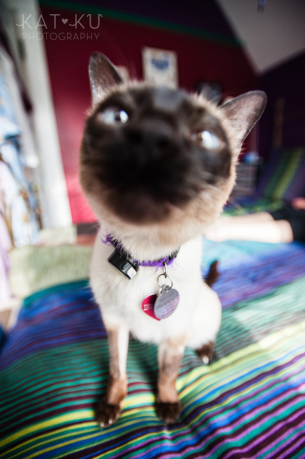 Kat Ku_Ann Arbor Pet Photography_Karly Boy and Poochie_04