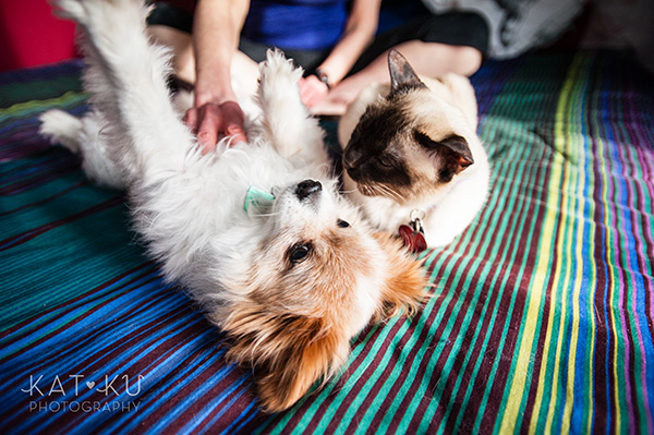 Kat Ku_Ann Arbor Pet Photography_Karly Boy and Poochie_08