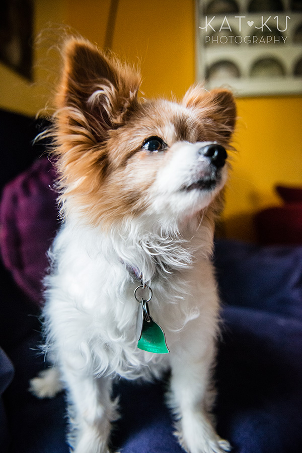 Kat Ku_Ann Arbor Pet Photography_Karly Boy and Poochie_09