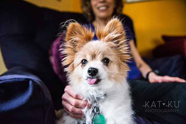 Kat Ku_Ann Arbor Pet Photography_Karly Boy and Poochie_10