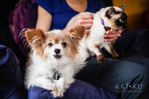 Kat Ku_Ann Arbor Pet Photography_Karly Boy and Poochie_11