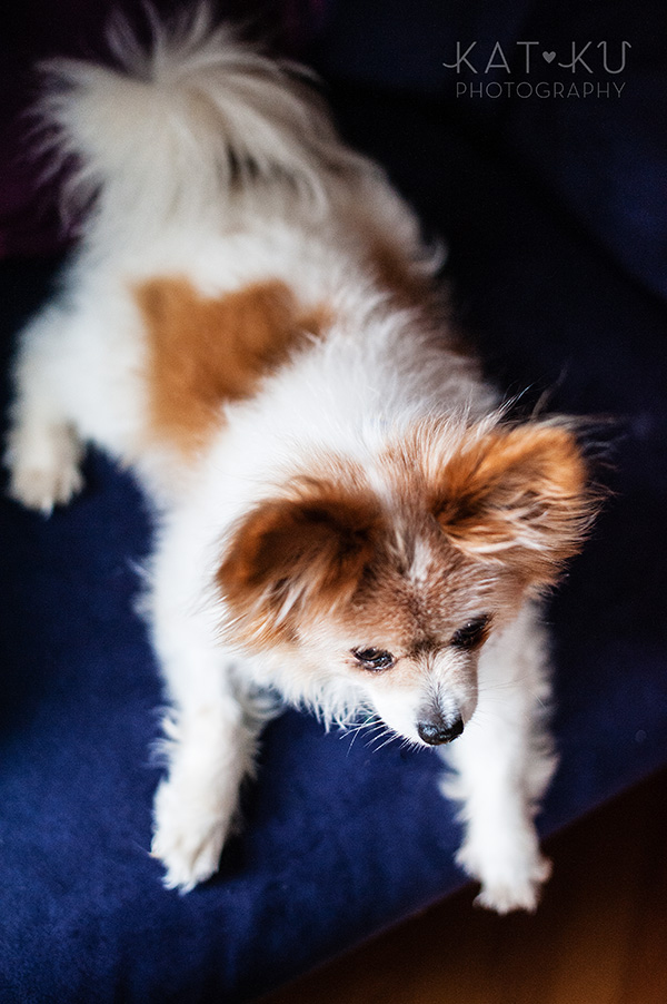 Kat Ku_Ann Arbor Pet Photography_Karly Boy and Poochie_12